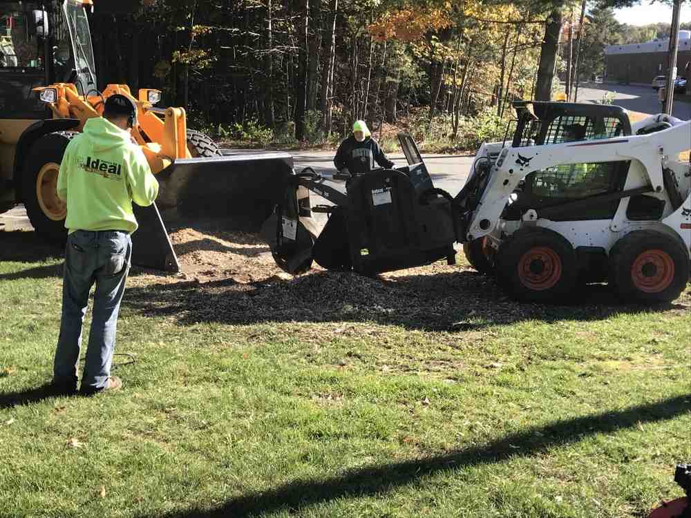 garden with flowers trees and shrubs - softscaping